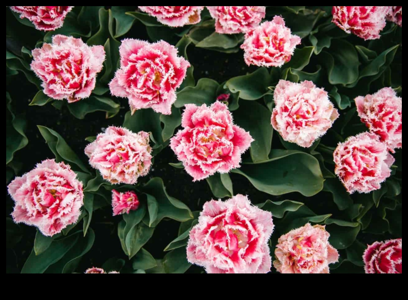 Blossom Brilliance: uzlabojiet savu telpu ar dārza meistarību