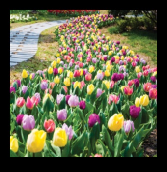 Tool Time Triumph: uzlabojiet savu dārzu ar labāko