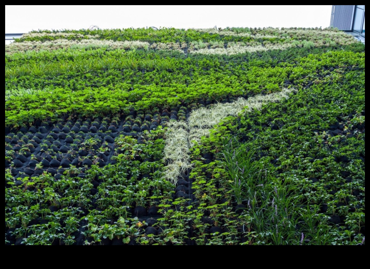 Sasniedzot zaļo: vertikālie dārzkopības piedzīvojumi