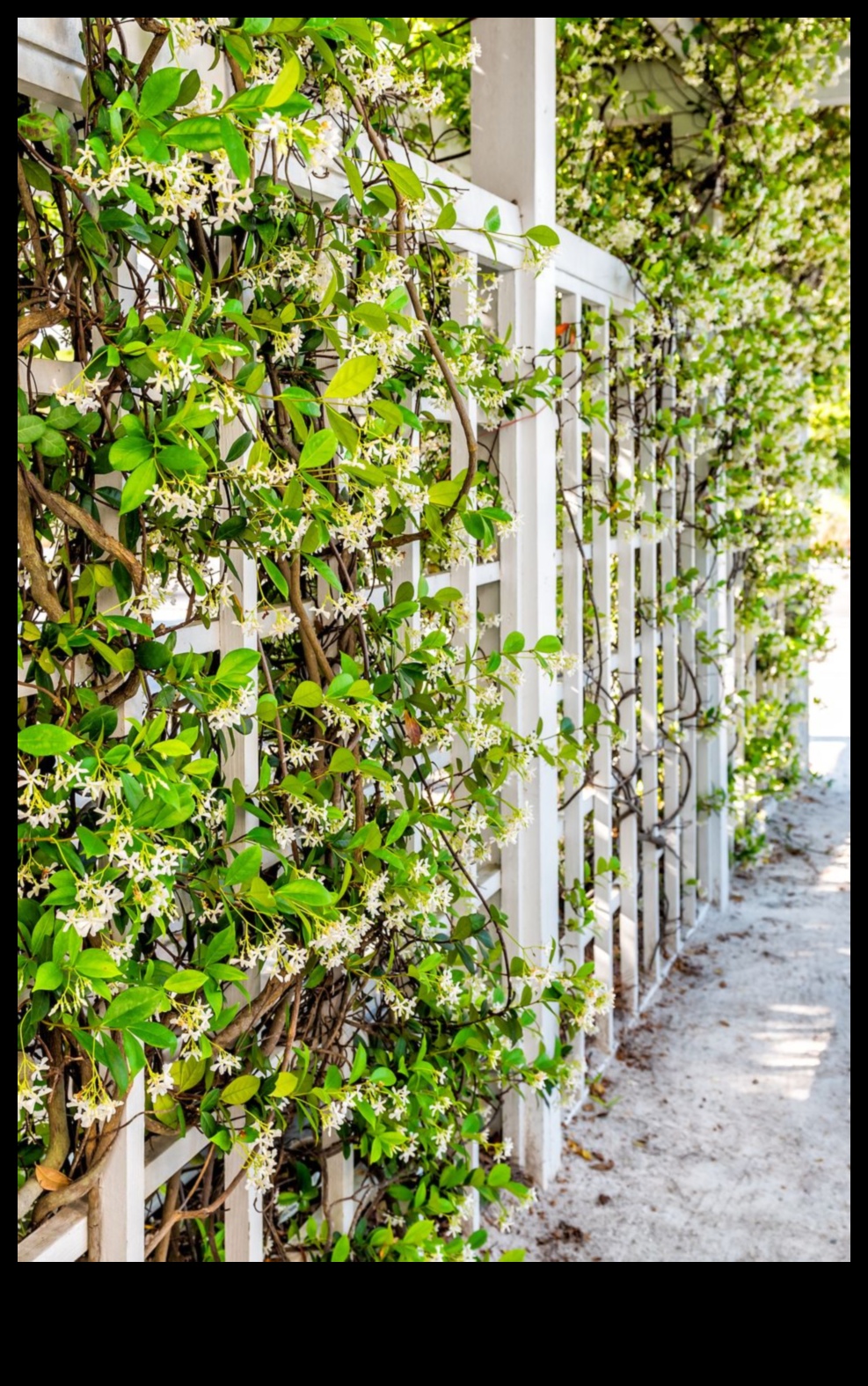 Kāpšana paradīzē: atklāta vertikālās dārzkopības meistarība