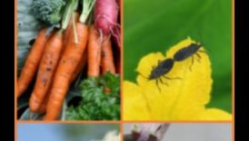 Aizsargājiet savu patvērumu: aizsargājieties pret dārza kaitēkļiem