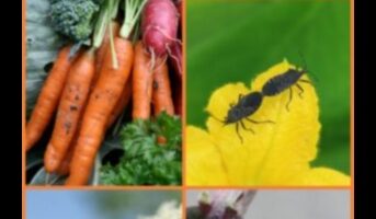 Aizsargājiet savu patvērumu: aizsargājieties pret dārza kaitēkļiem