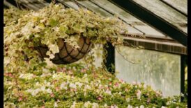 Blossom Brilliance: uzlabojiet savu telpu ar dārza meistarību