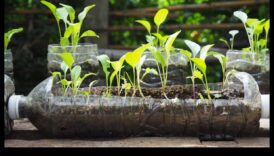 Videi draudzīgi dārzi: ilgtspējīgi DIY projekti visiem