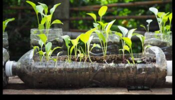 Videi draudzīgi dārzi: ilgtspējīgi DIY projekti visiem