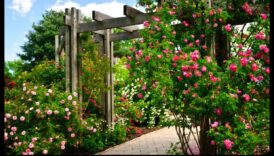 Kāpšana paradīzē: atklāta vertikālās dārzkopības meistarība