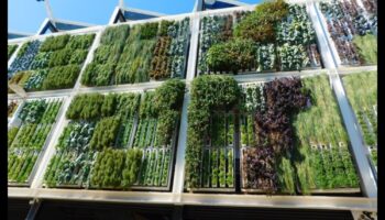 Kāpšana uz skaistumu: atklāti vertikālās dārzkopības noslēpumi