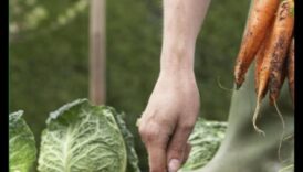 Sējiet, lai audzētu: apgūstiet bioloģiskās dārzkopības mākslu