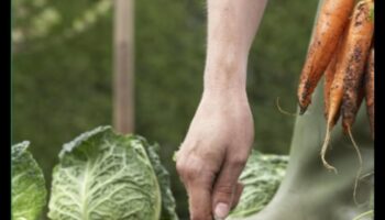 Sējiet, lai audzētu: apgūstiet bioloģiskās dārzkopības mākslu